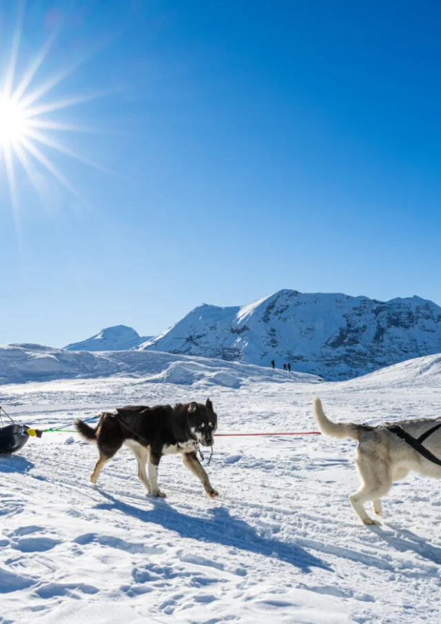 Alpi Traîneau