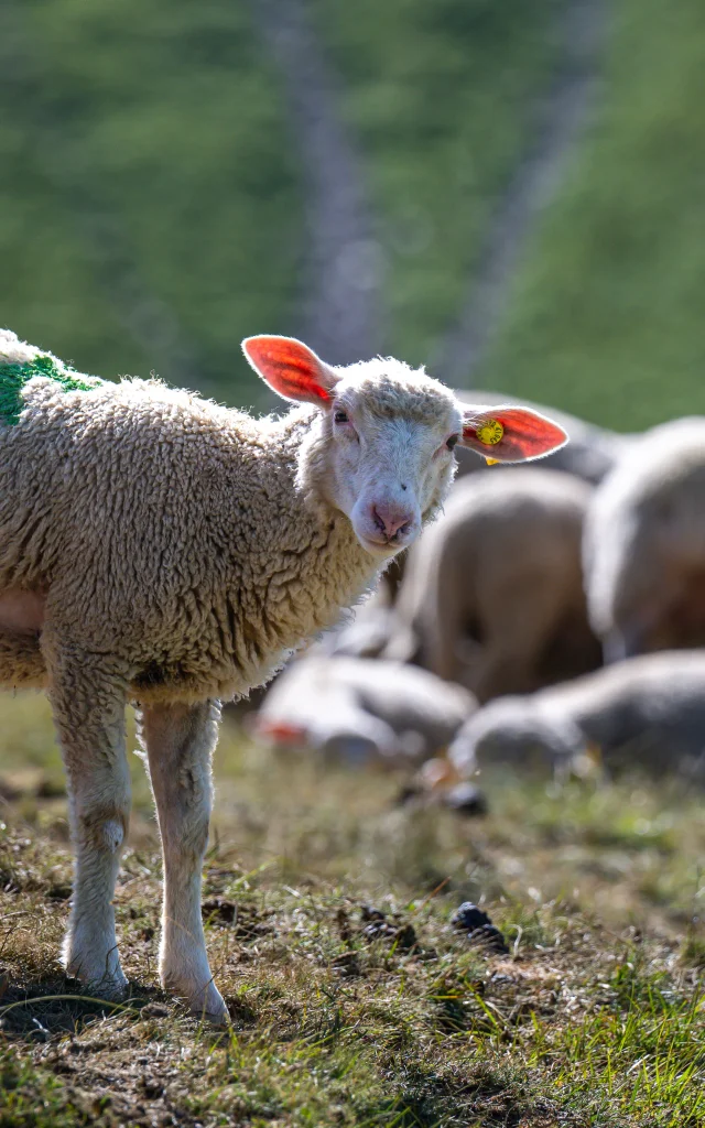 Agneaux à Orcières