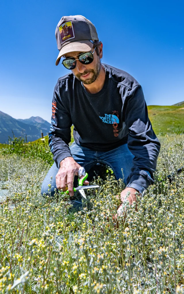 Cueillette du génépi