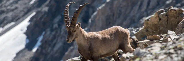 Steenbokken in het Parc National des Ecrins