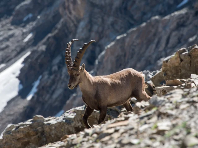 Steenbokken in het Parc National des Ecrins