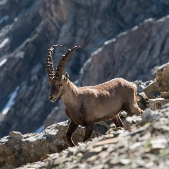 Steenbokken in het Parc National des Ecrins