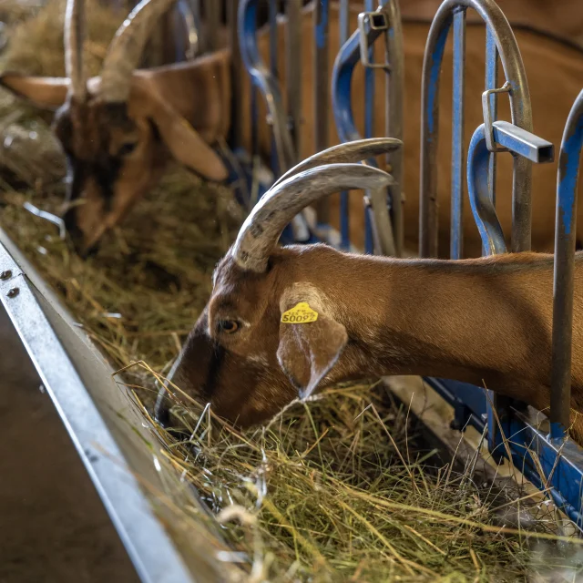 Gillesbaron0822 5947