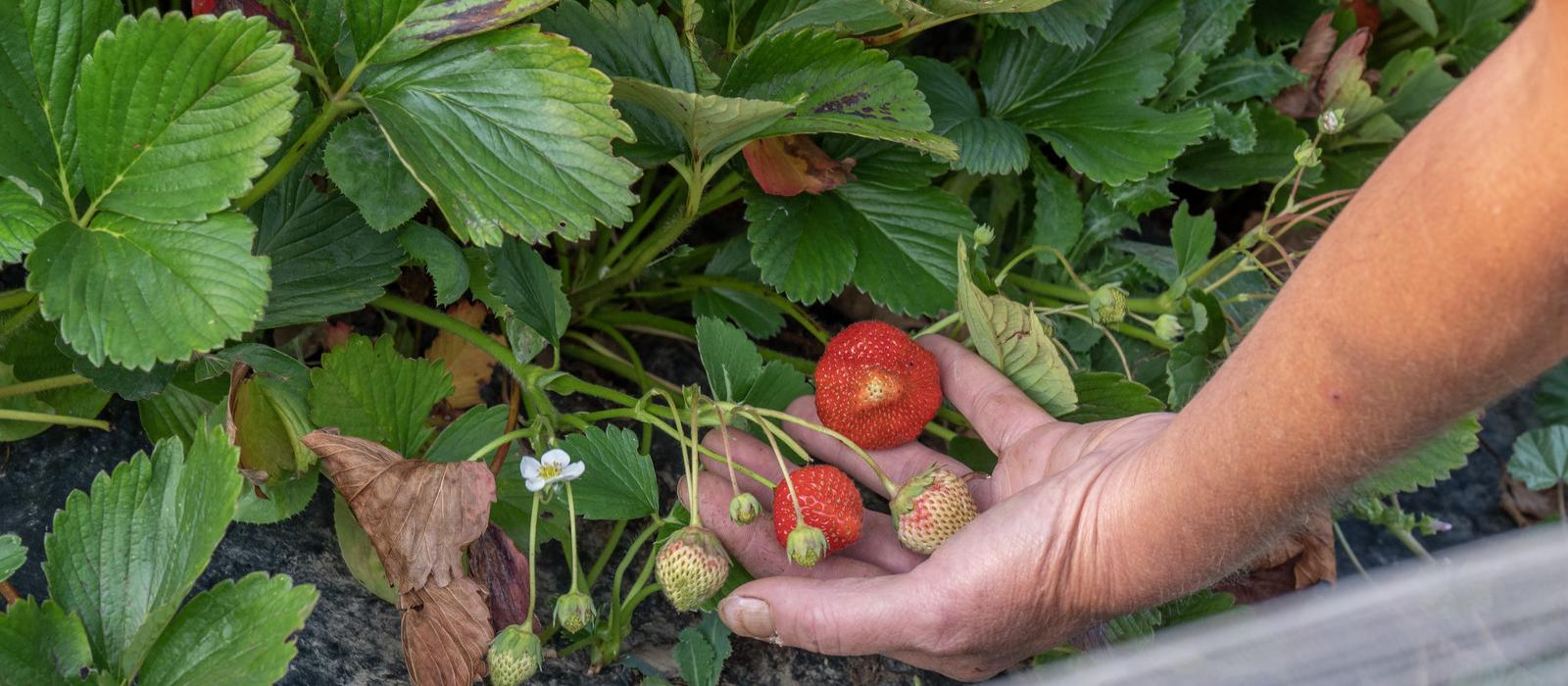 La Fraise Merlettoise (© Gilles Baron)