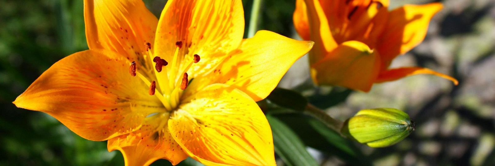 Lys orangé dans les Écrins (© Guillaume La Sala)