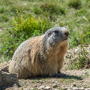 Marmotte à Orcières (© Gilles Baron)