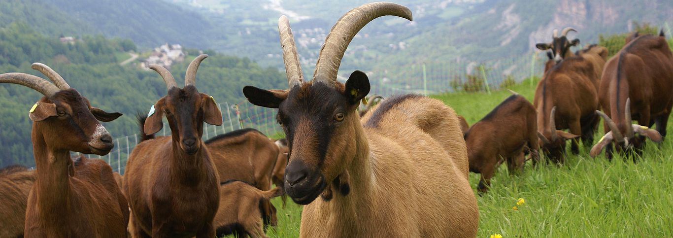 La Ferme des Cabrioles (© Agence Kangourou) La Ferme des Cabrioles (© Agence Kangourou)