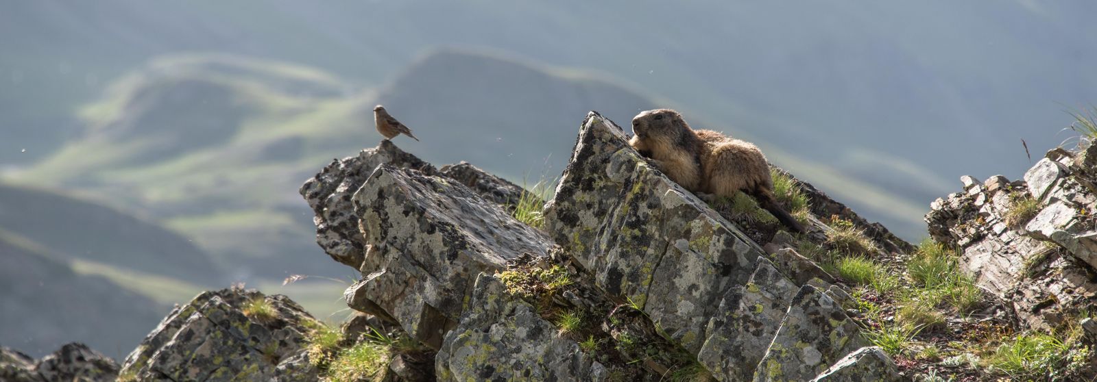 Marmotte à Orcières (© Gilles Baron)