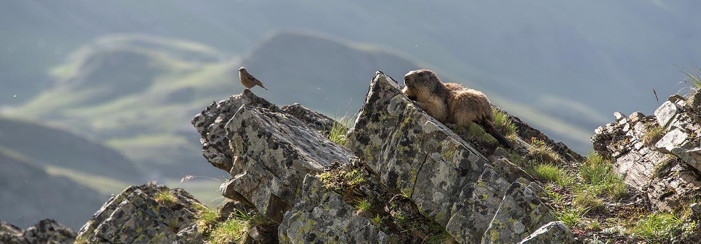 Marmotte à Orcières (© Gilles Baron) Marmotte à Orcières (© Gilles Baron)