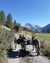 Randonnée avec les ânes - Arbraventure à Champoléon - © Arbraventure / Pilourdault