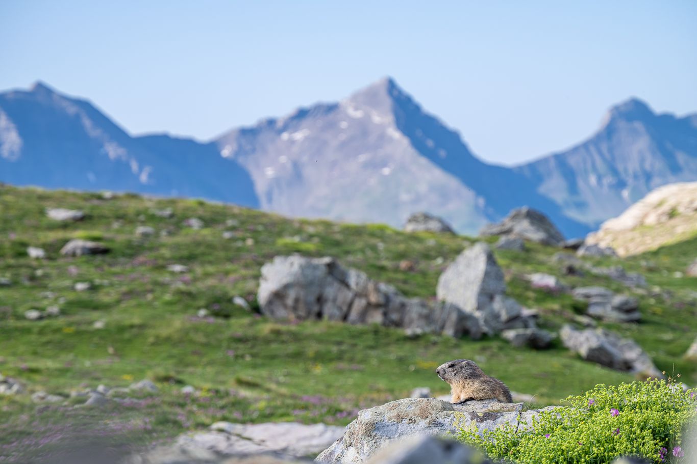 Marmotte du soir et dégustation_Orcières - © Gilles Baron