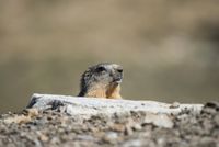 Marmotte - © Gilles Baron