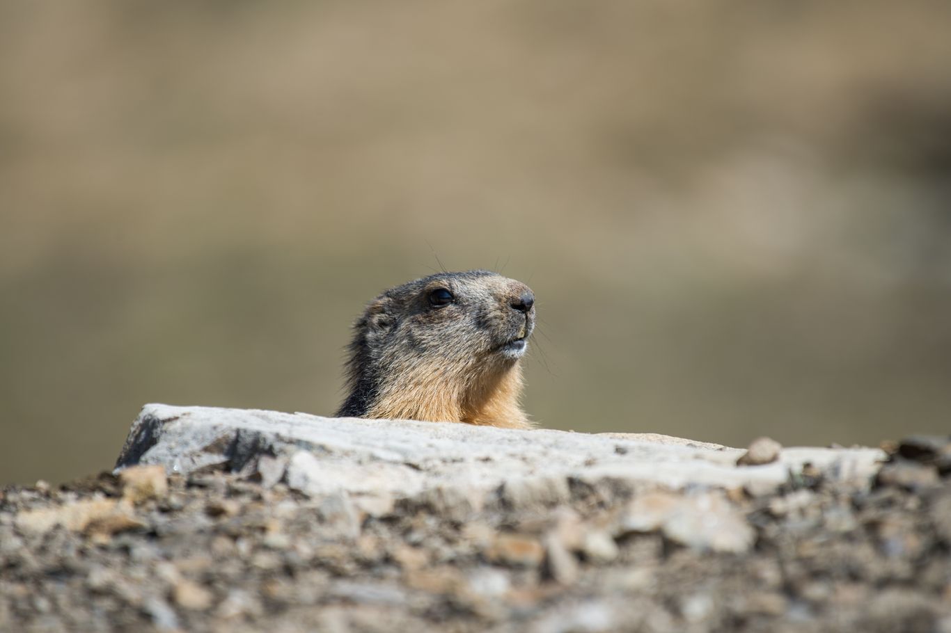 Marmotte - © Gilles Baron