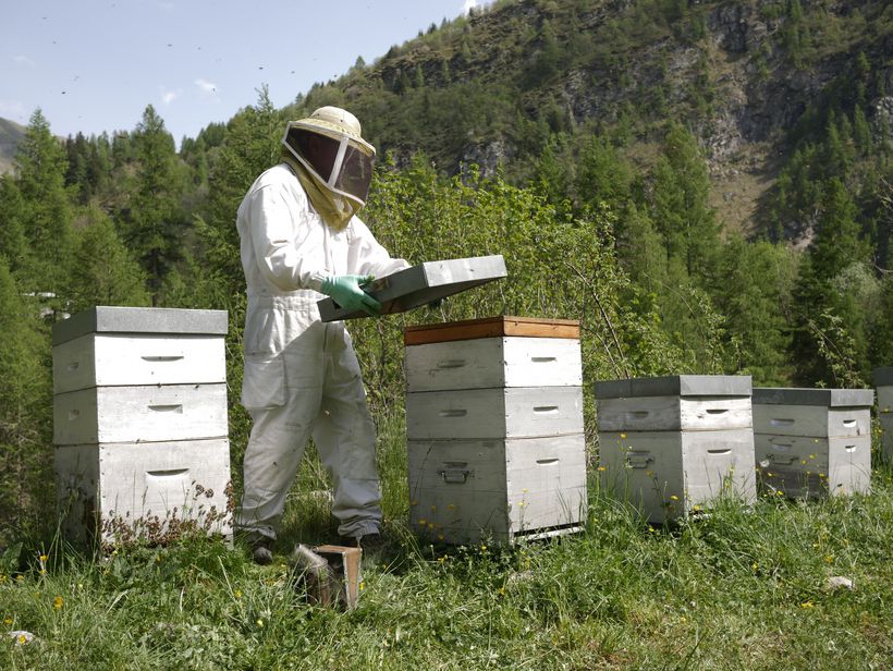Les abeilles de Luc - Luc Marchand - © Les abeilles de Luc - Luc Marchand