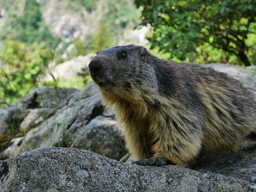 Marmotte au Lauvitel - © Eric BEALLET