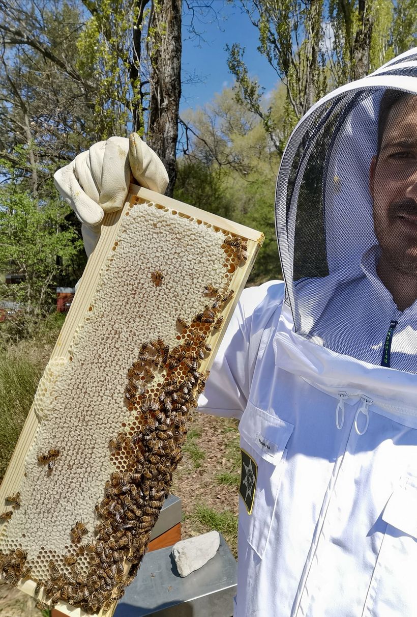 Abeilles Les Ruches d'Orcières - © Les Ruches d'Orcières