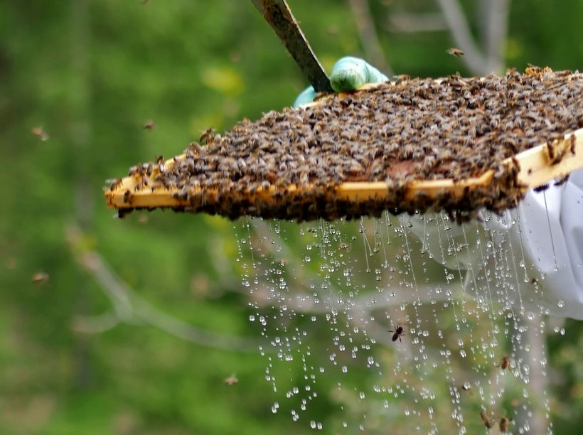 Nectar de la journée - © L.Marchand