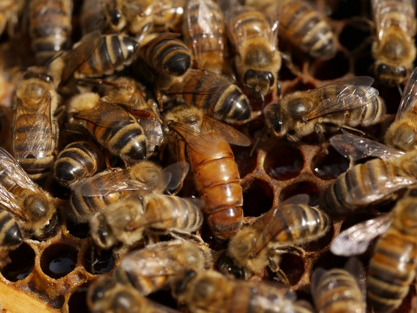 Les abeilles de Luc - Luc Marchand - © Les abeilles de Luc - Luc Marchand
