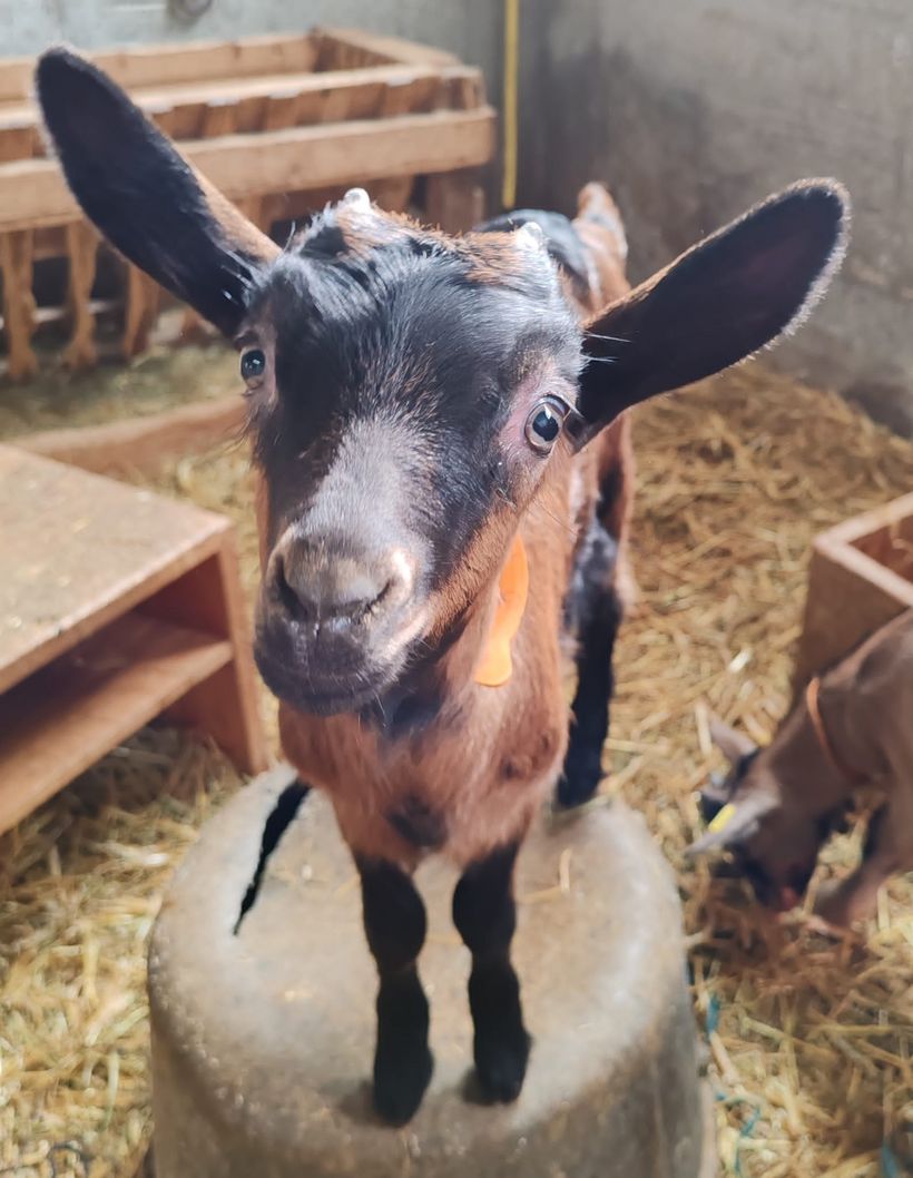 La Ferme Tout là Ô_Orcières - © La Ferme Tout là Ô_Orcières